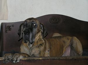 Vera